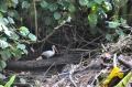 costa rica wildlife, pacific-101